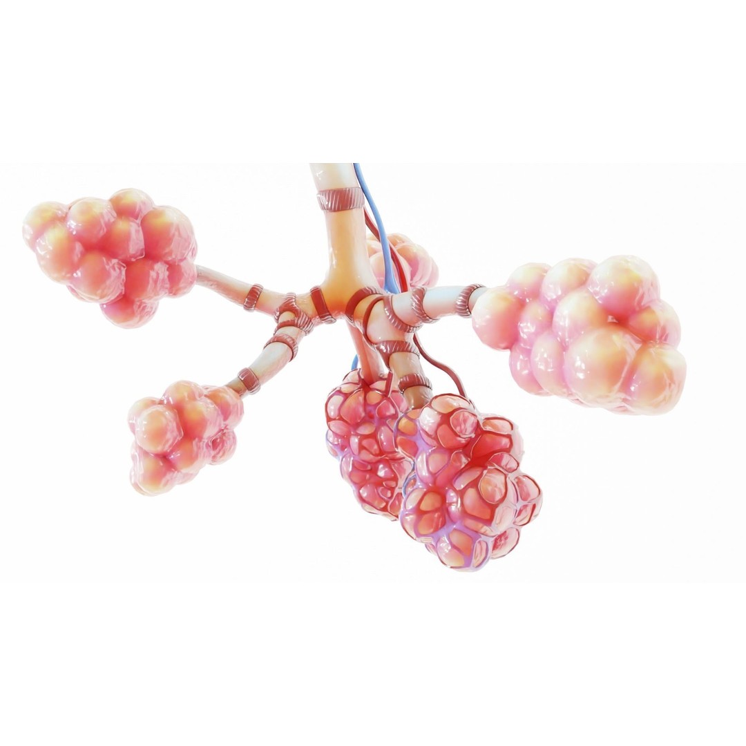 Realistic Human Bronchi Alveoli Anatomy 3D Model – PBR Medical Asset, FBX - View 12