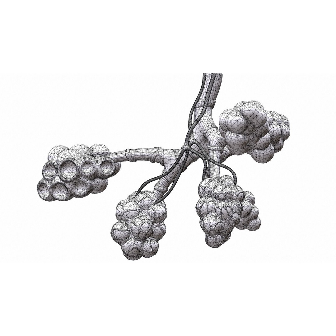 Realistic Human Bronchi Alveoli Anatomy 3D Model – PBR Medical Asset, FBX - View 13