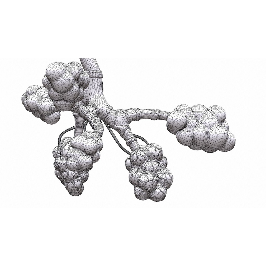 Realistic Human Bronchi Alveoli Anatomy 3D Model – PBR Medical Asset, FBX - View 14