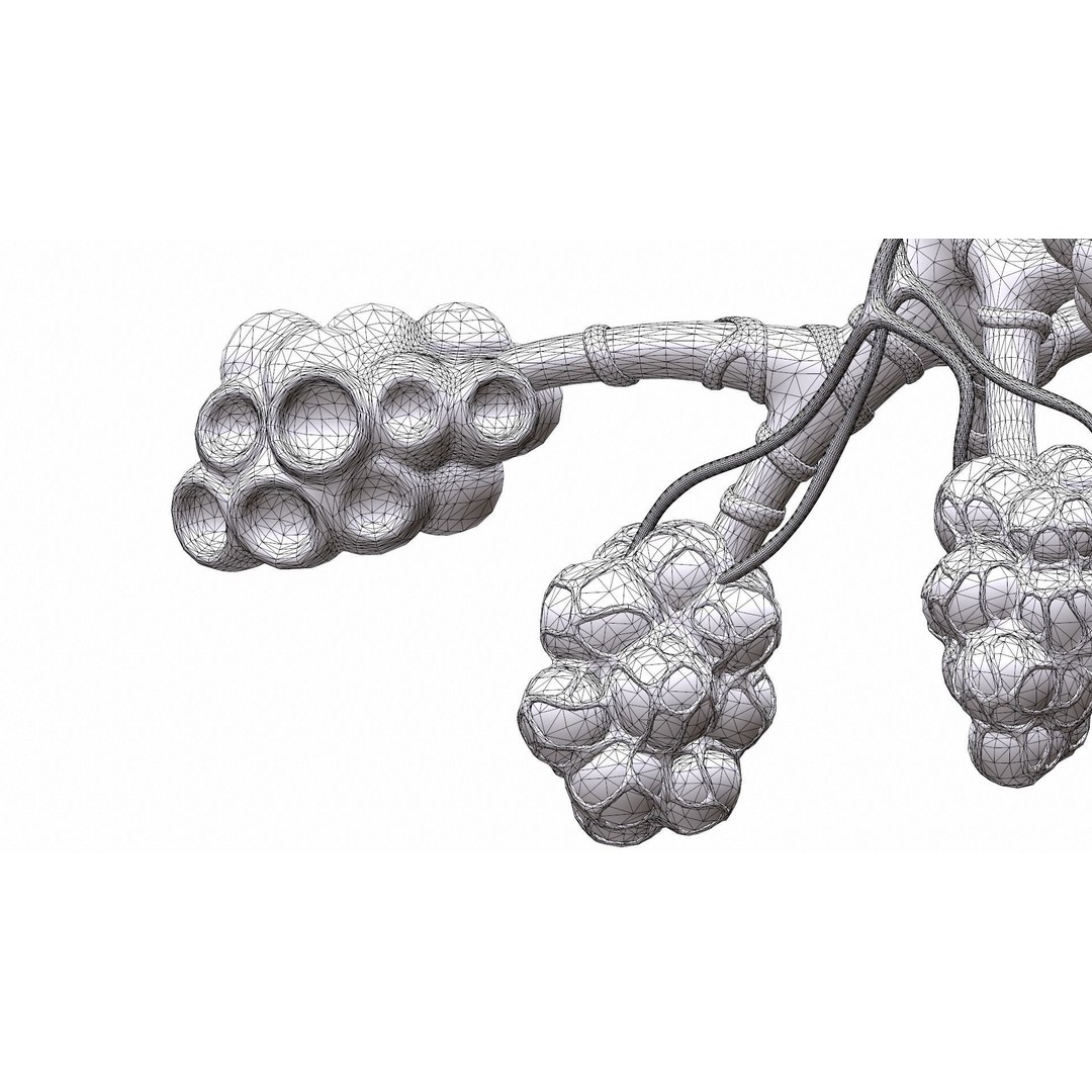 Realistic Human Bronchi Alveoli Anatomy 3D Model – PBR Medical Asset, FBX - View 15