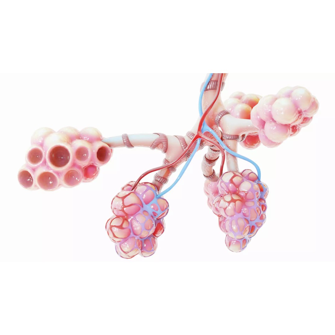 Realistic Human Bronchi Alveoli Anatomy 3D Model – PBR Medical Asset, FBX - View 2