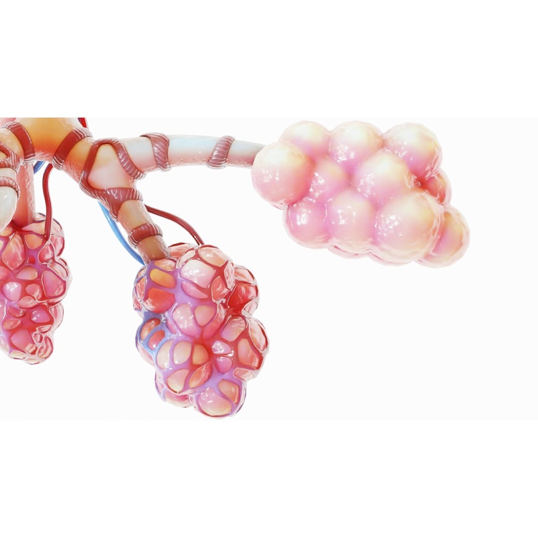 Realistic Human Bronchi Alveoli Anatomy 3D Model – PBR Medical Asset, FBX - View 3