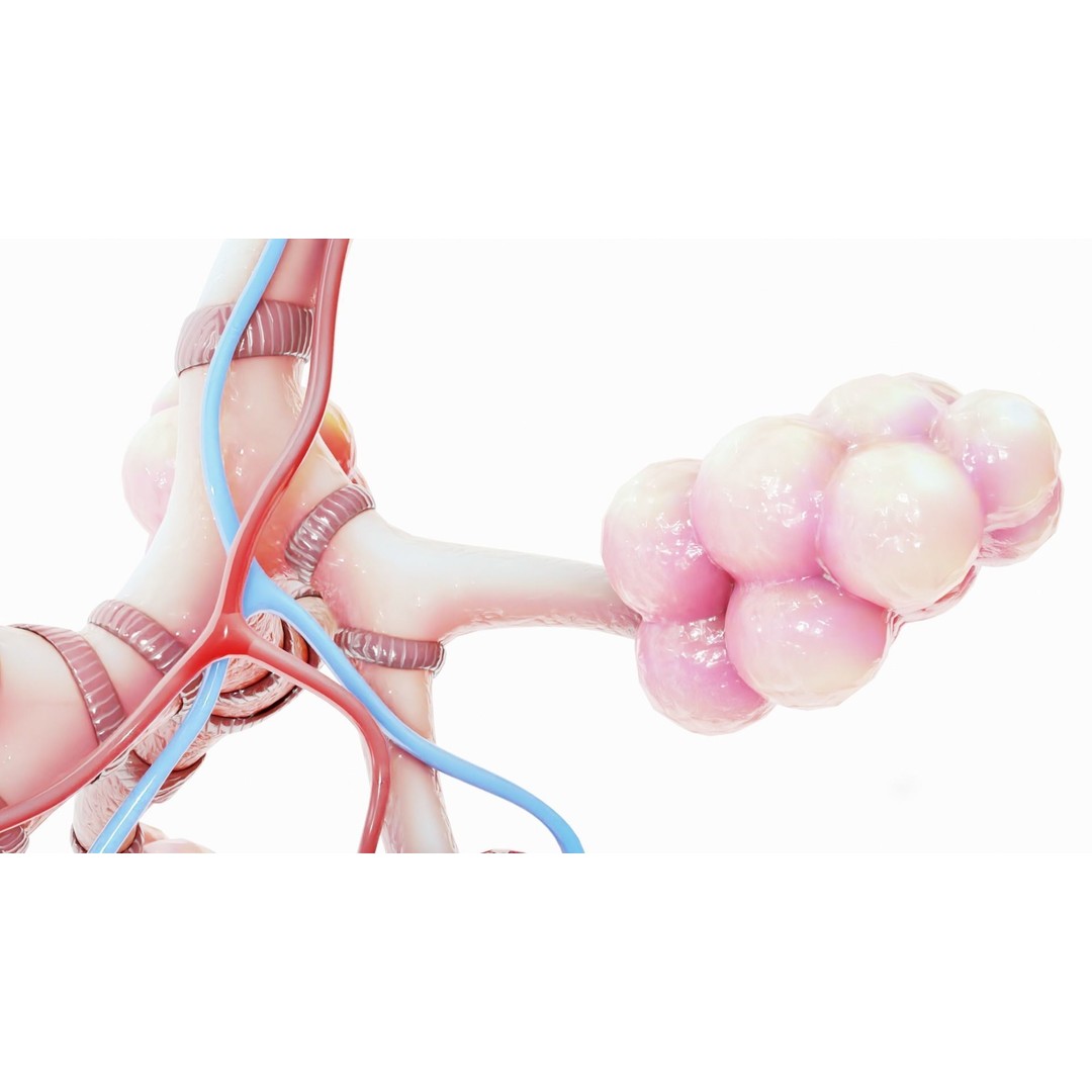 Realistic Human Bronchi Alveoli Anatomy 3D Model – PBR Medical Asset, FBX - View 4