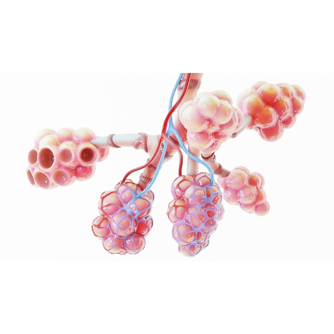 Realistic Human Bronchi Alveoli Anatomy 3D Model – PBR Medical Asset, FBX - View 6