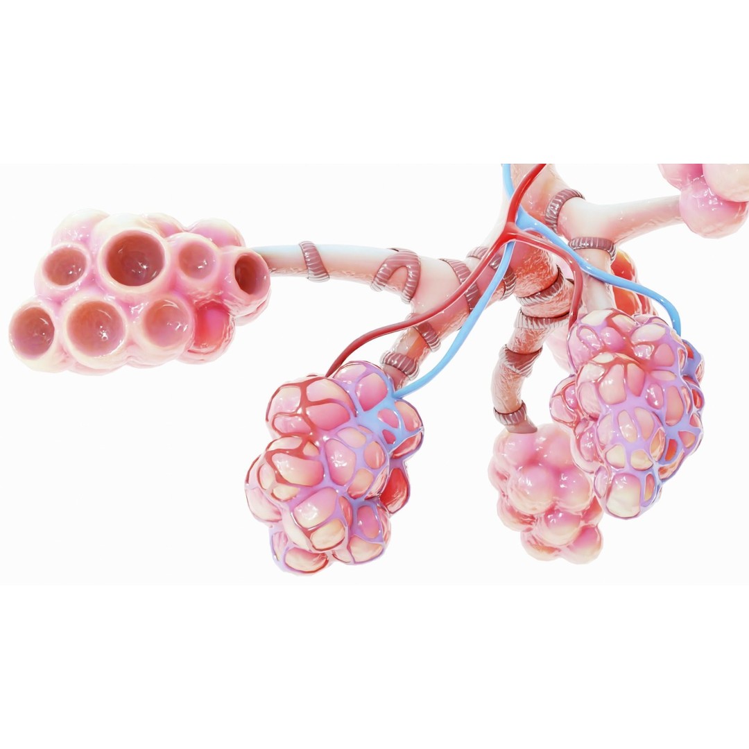 Realistic Human Bronchi Alveoli Anatomy 3D Model – PBR Medical Asset, FBX - View 7