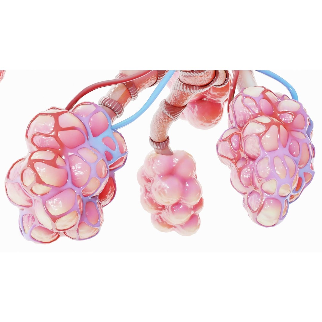 Realistic Human Bronchi Alveoli Anatomy 3D Model – PBR Medical Asset, FBX - View 8