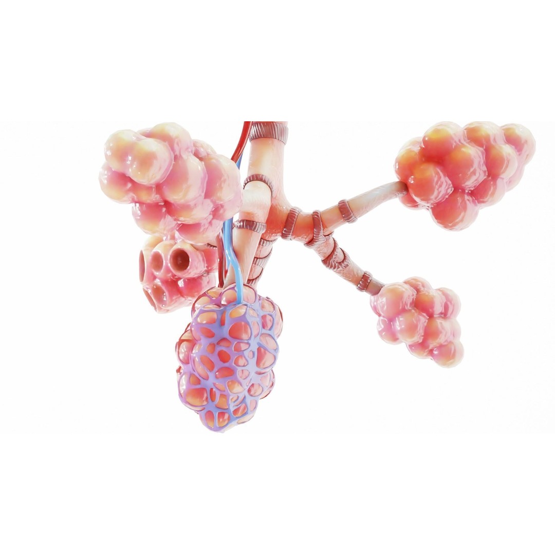 Realistic Human Bronchi Alveoli Anatomy 3D Model – PBR Medical Asset, FBX - View 9