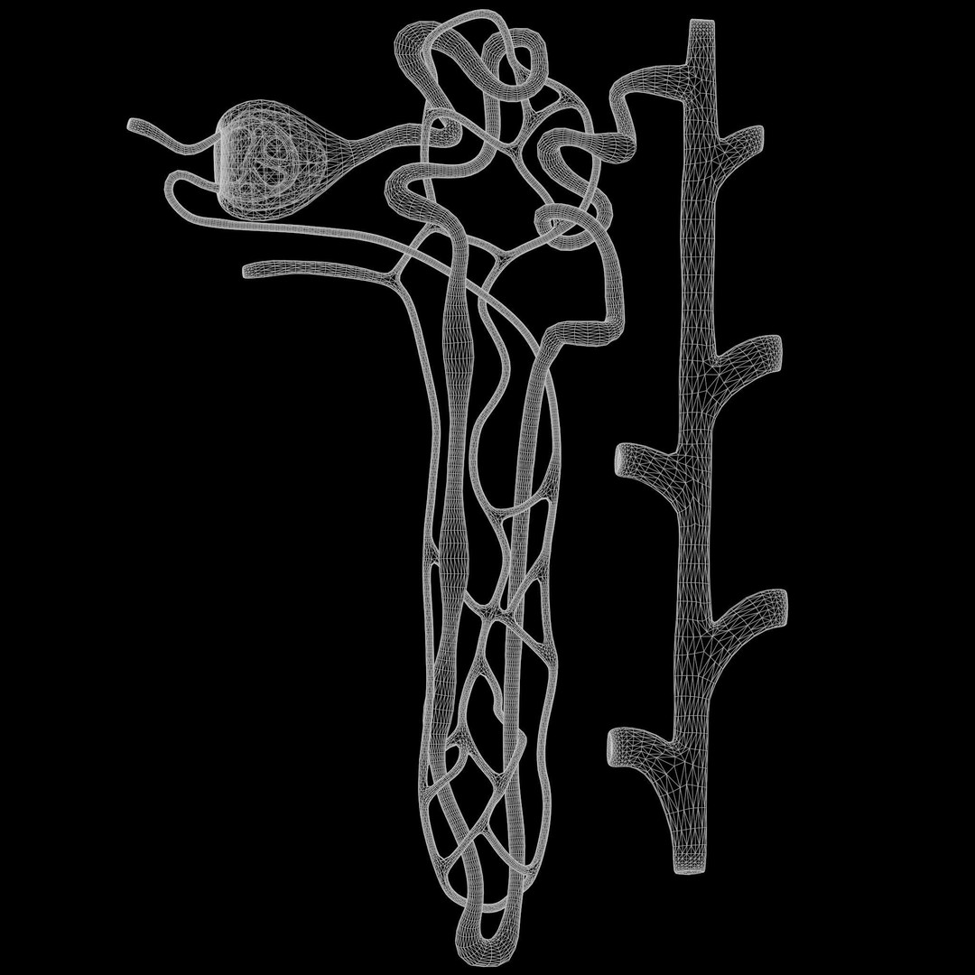 Kidney Nephron 3D Model – High Poly PBR Asset, FBX, OBJ