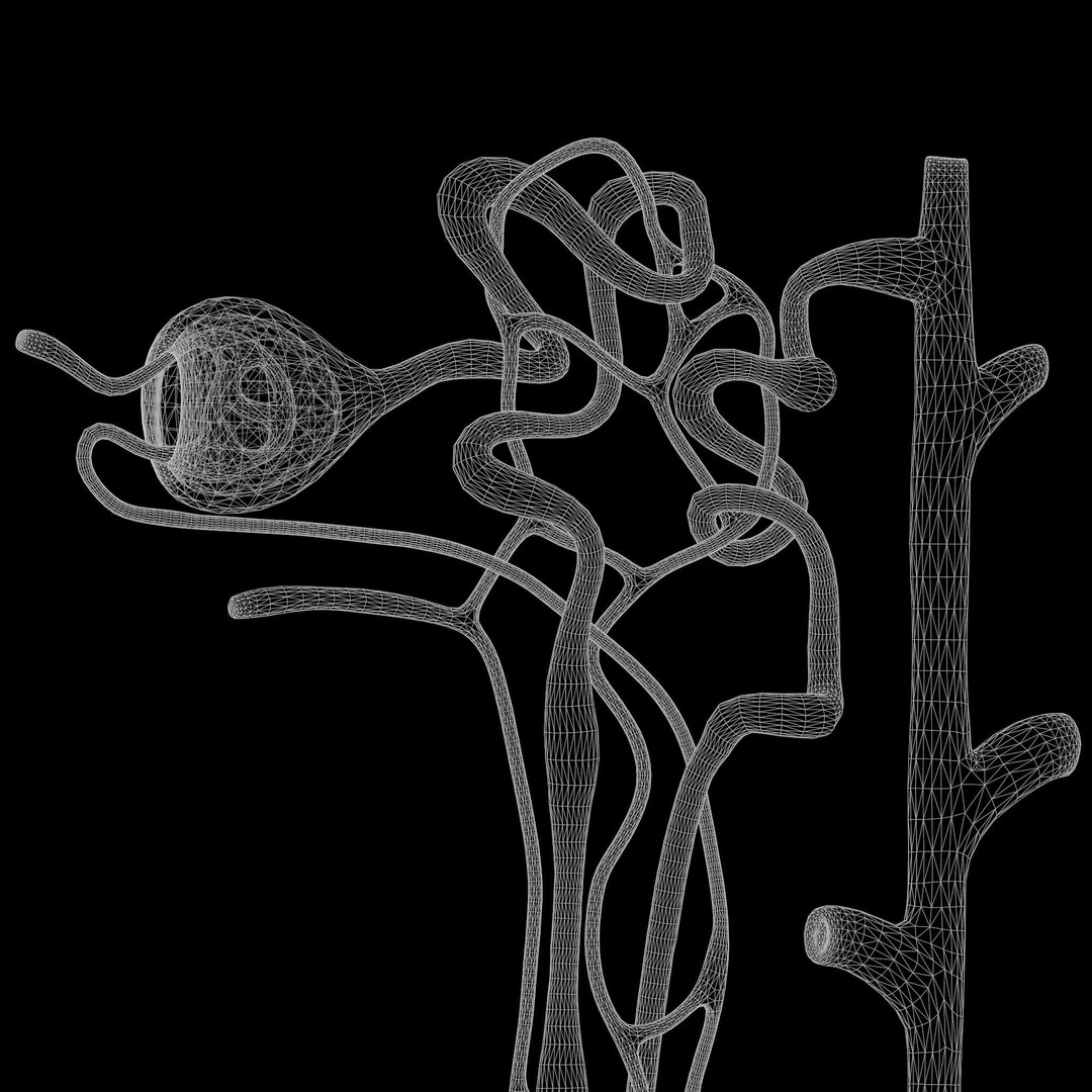 Kidney Nephron 3D Model – High Poly PBR Asset, FBX, OBJ - View 11