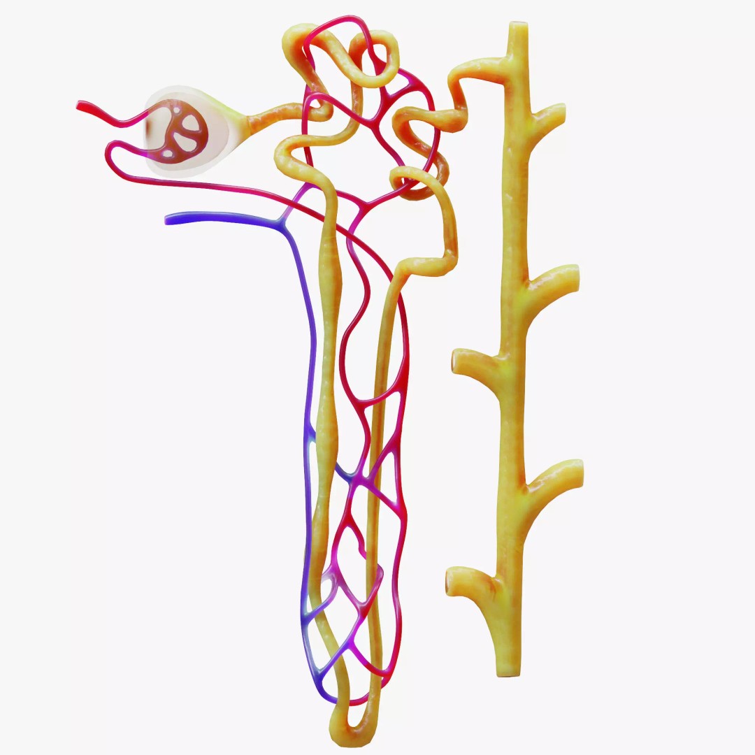 Kidney Nephron 3D Model – High Poly PBR Asset, FBX, OBJ - View 2