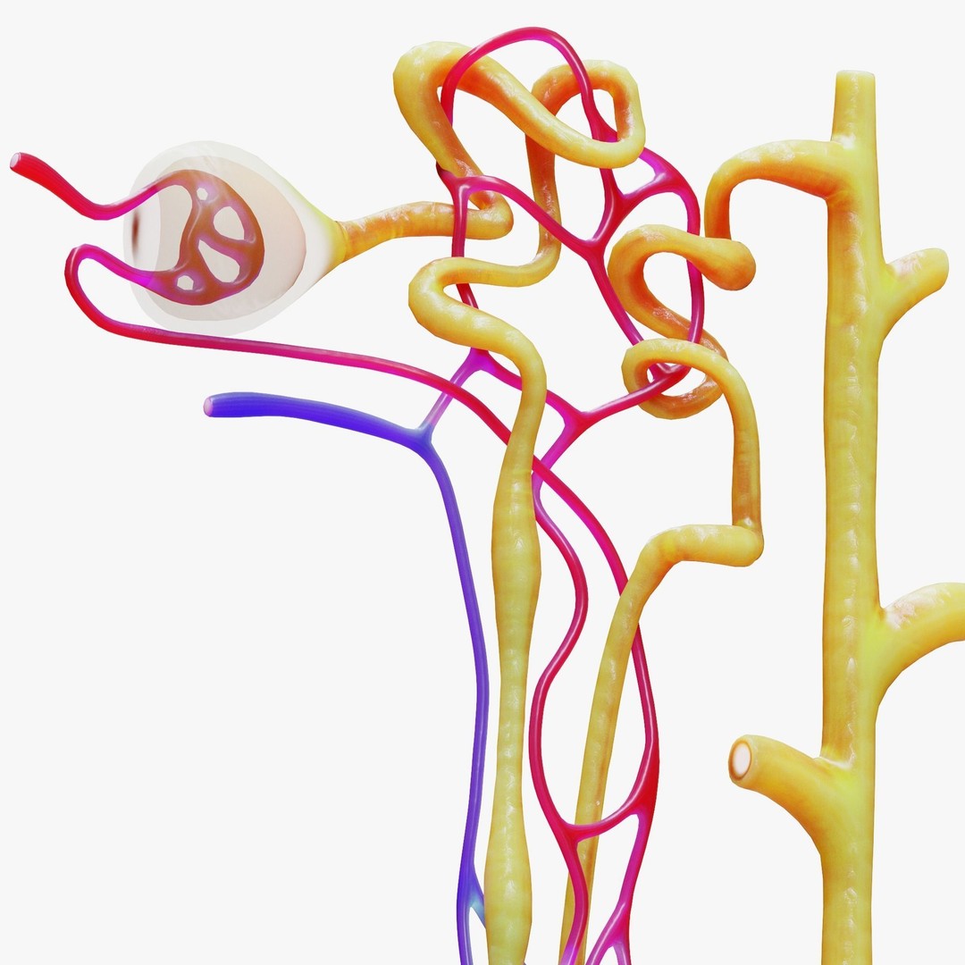 Kidney Nephron 3D Model – High Poly PBR Asset, FBX, OBJ - View 3