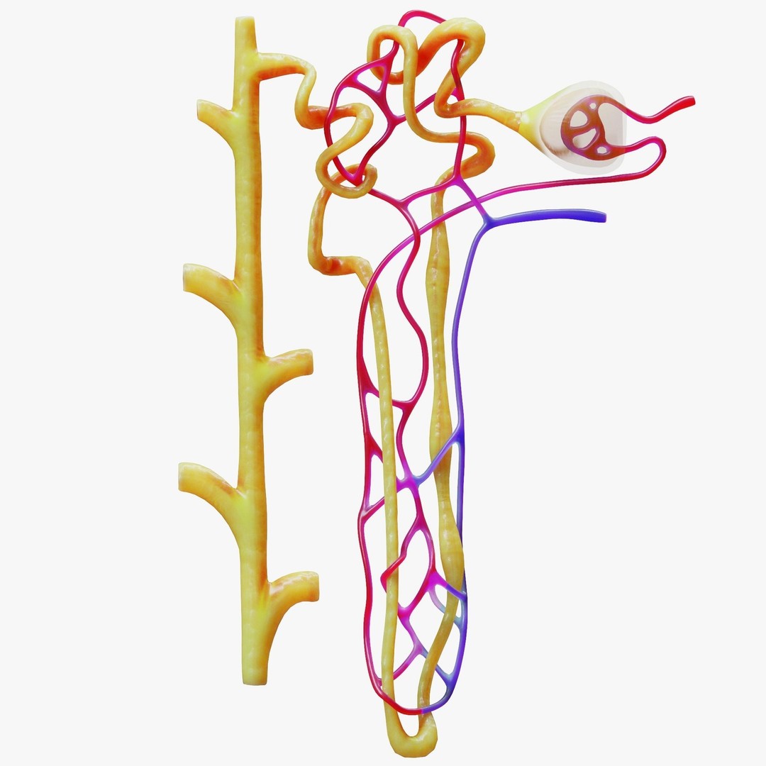 Kidney Nephron 3D Model – High Poly PBR Asset, FBX, OBJ - View 4
