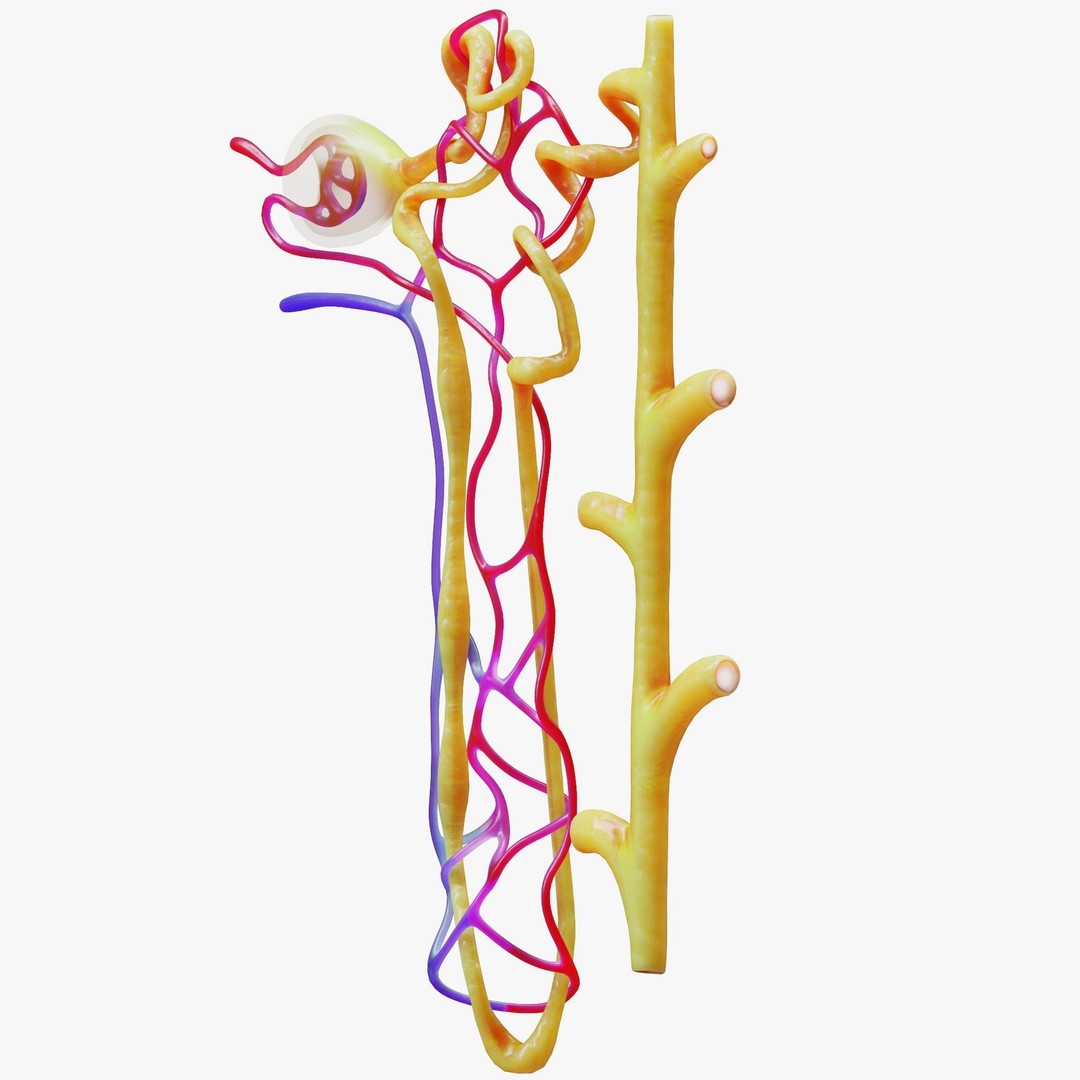 Kidney Nephron 3D Model – High Poly PBR Asset, FBX, OBJ - View 5