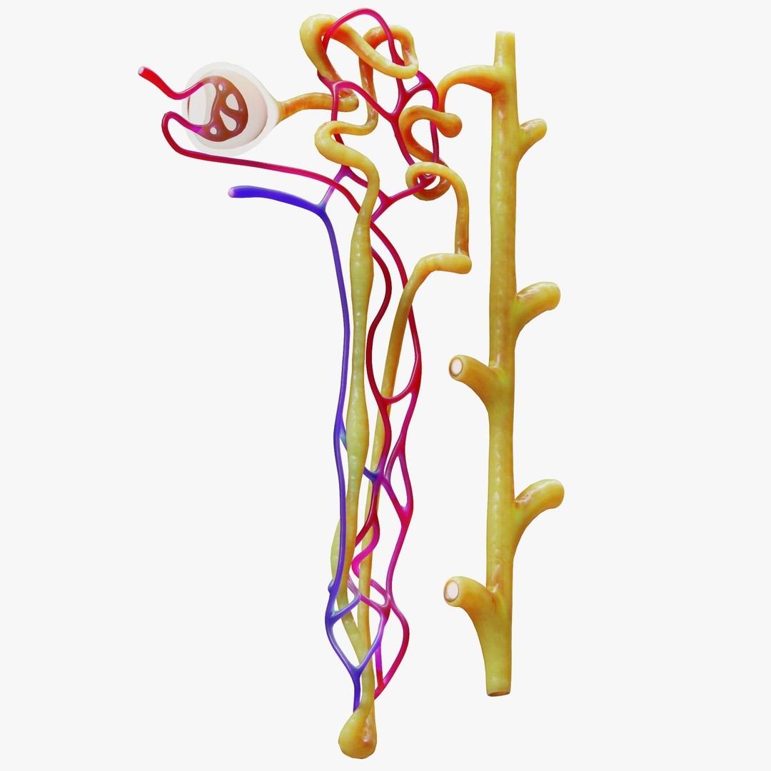 Kidney Nephron 3D Model – High Poly PBR Asset, FBX, OBJ - View 6