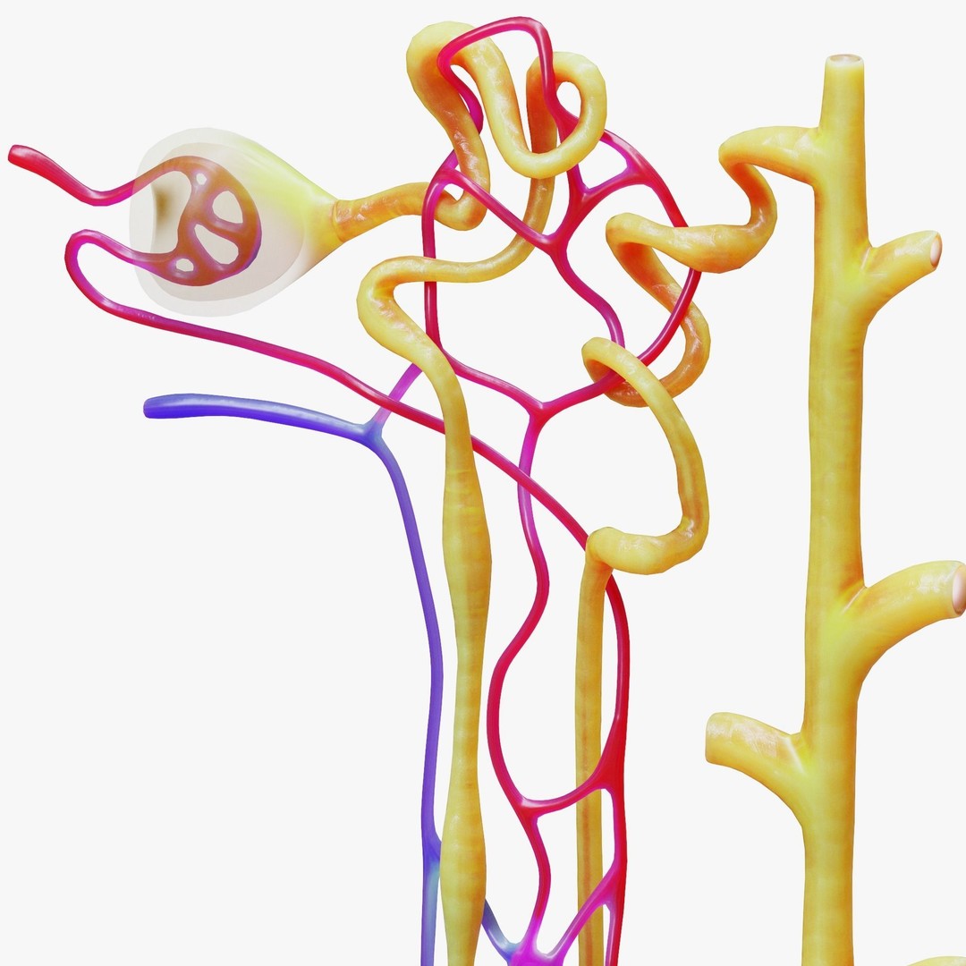 Kidney Nephron 3D Model – High Poly PBR Asset, FBX, OBJ - View 7