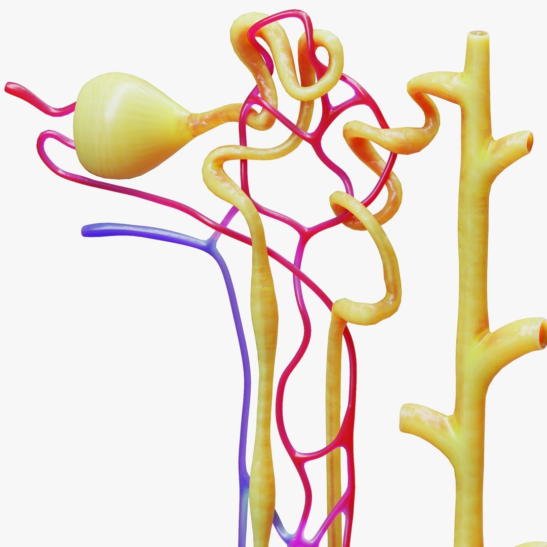Kidney Nephron 3D Model – High Poly PBR Asset, FBX, OBJ - View 8
