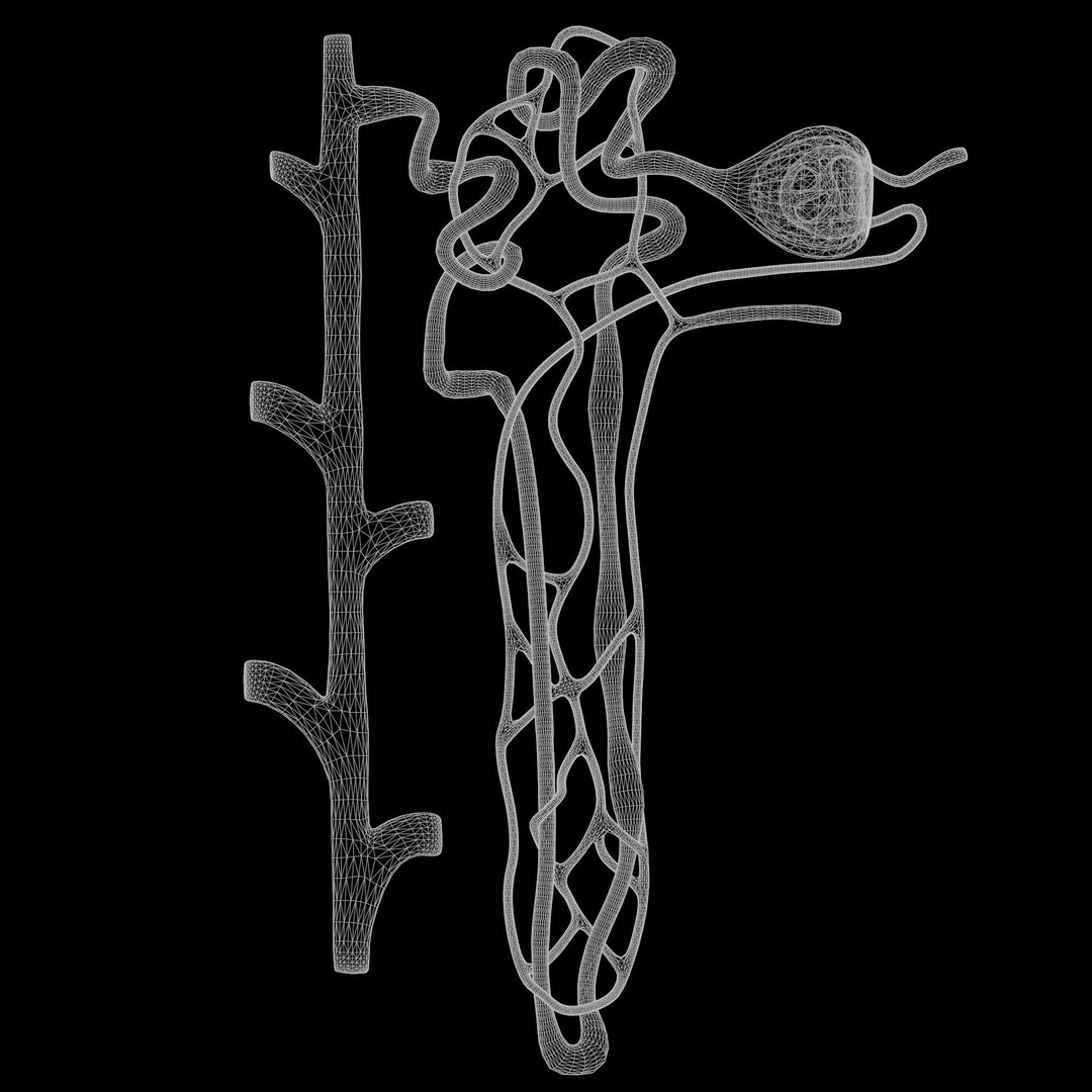 Kidney Nephron 3D Model – High Poly PBR Asset, FBX, OBJ - View 9