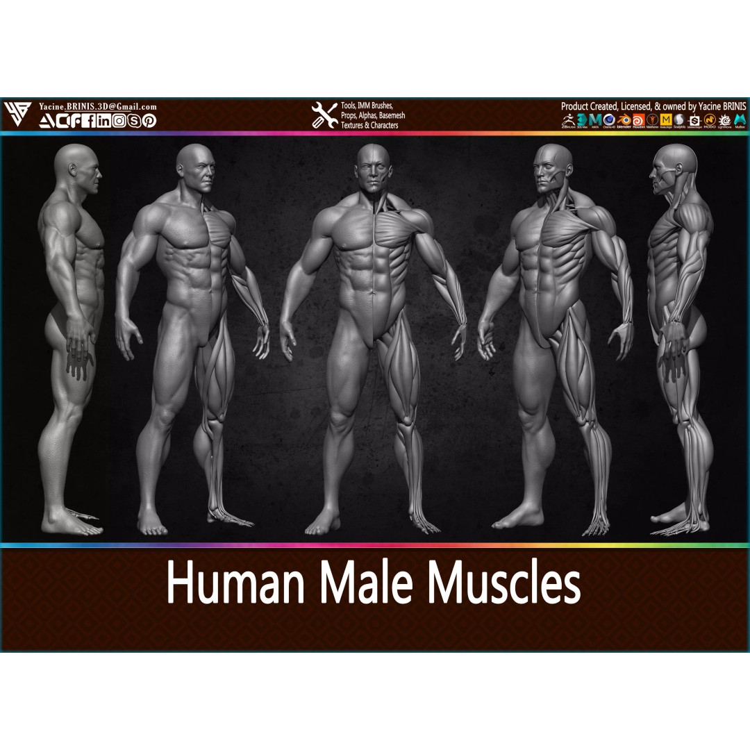 Human Male Muscles 3D Model – Highly Detailed Low-Poly Anatomy, OBJ/STL/ZTL