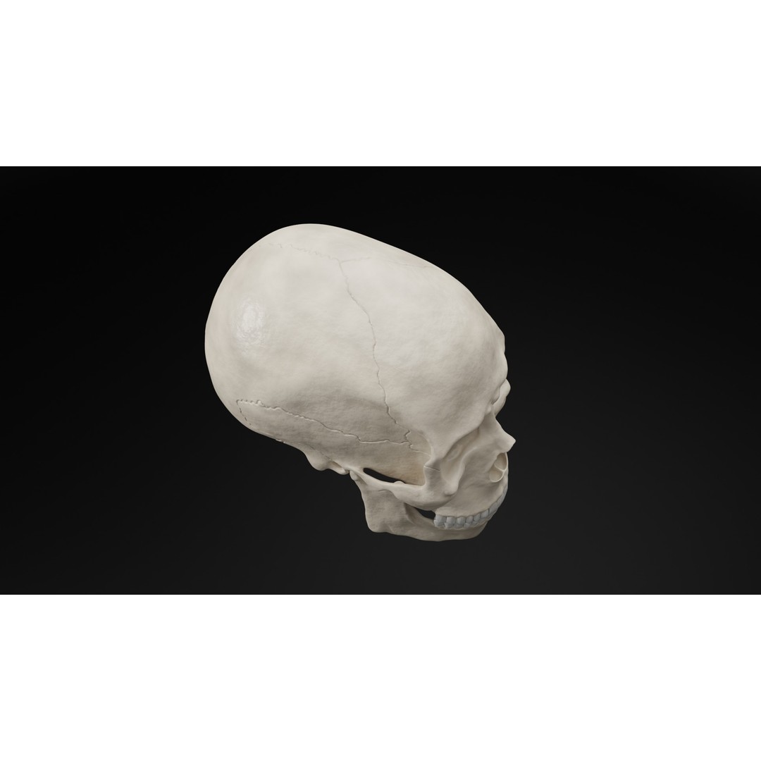 Realistic Human Skull 3D Model – High Poly, Low Poly Variants, PBR Textures - View 10
