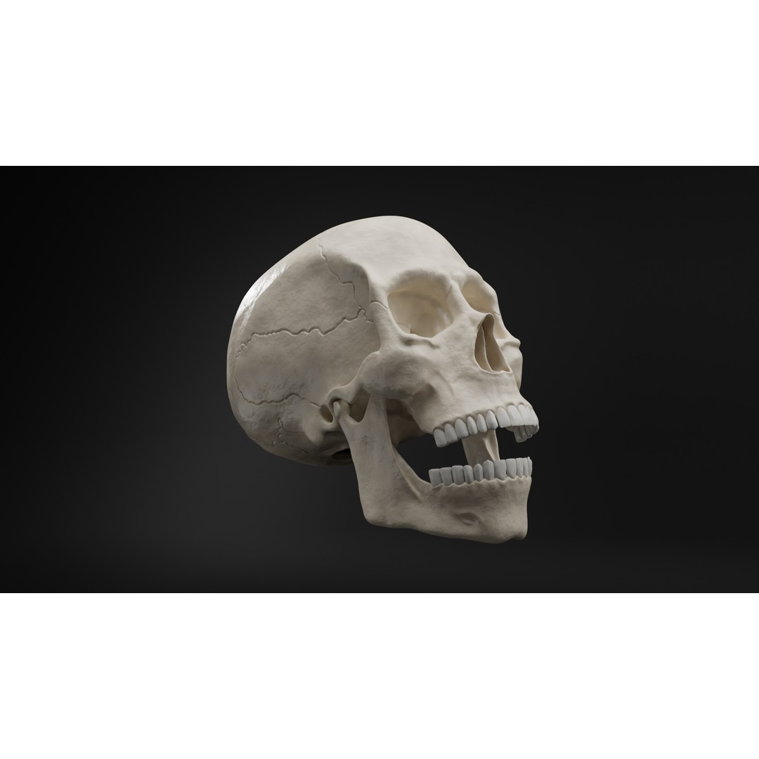 Realistic Human Skull 3D Model – High Poly, Low Poly Variants, PBR Textures - View 11