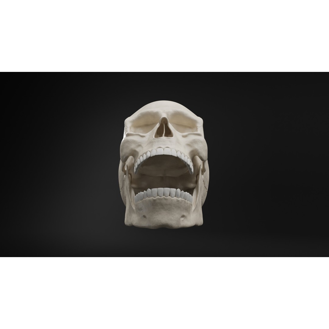 Realistic Human Skull 3D Model – High Poly, Low Poly Variants, PBR Textures - View 12