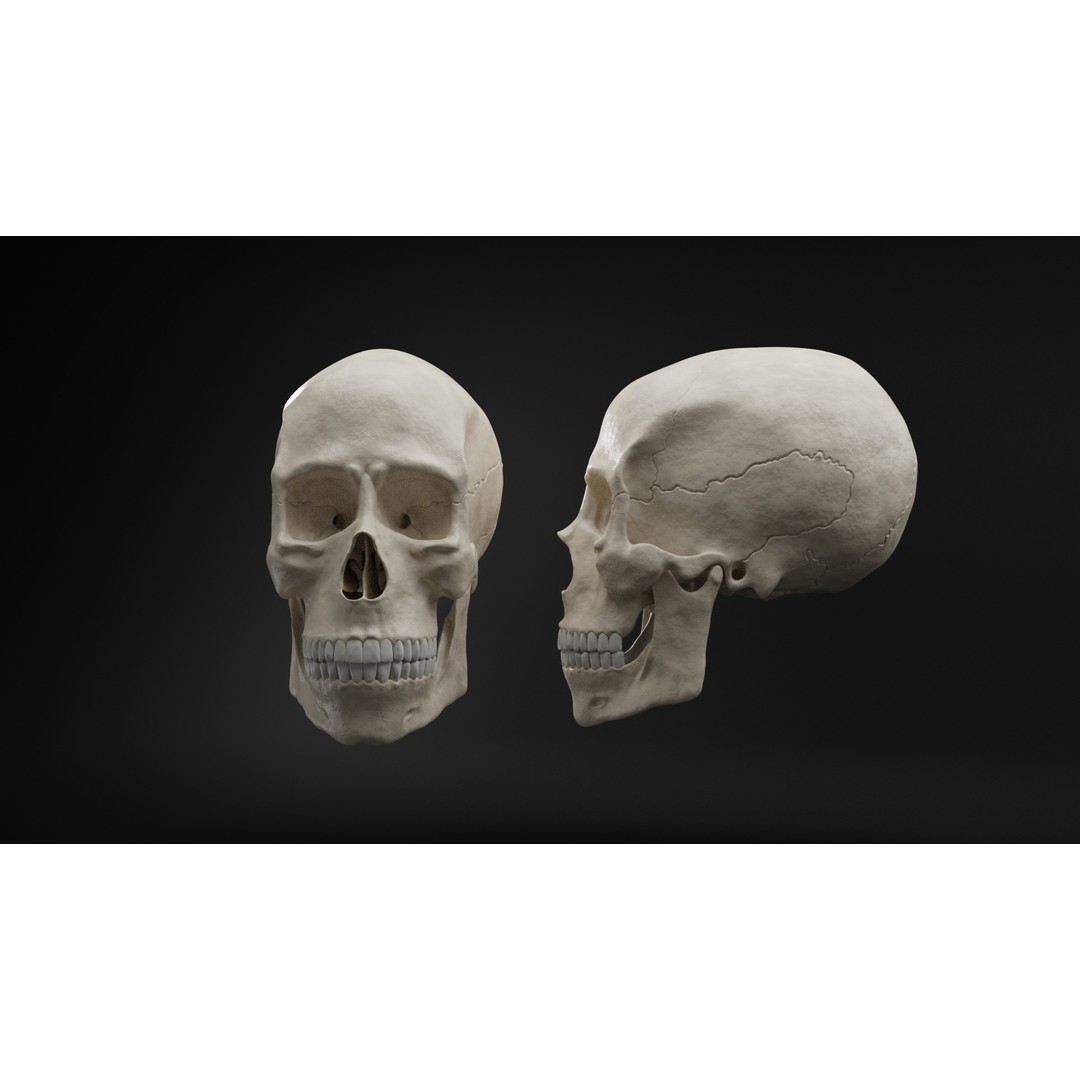 Realistic Human Skull 3D Model – High Poly, Low Poly Variants, PBR Textures - View 13