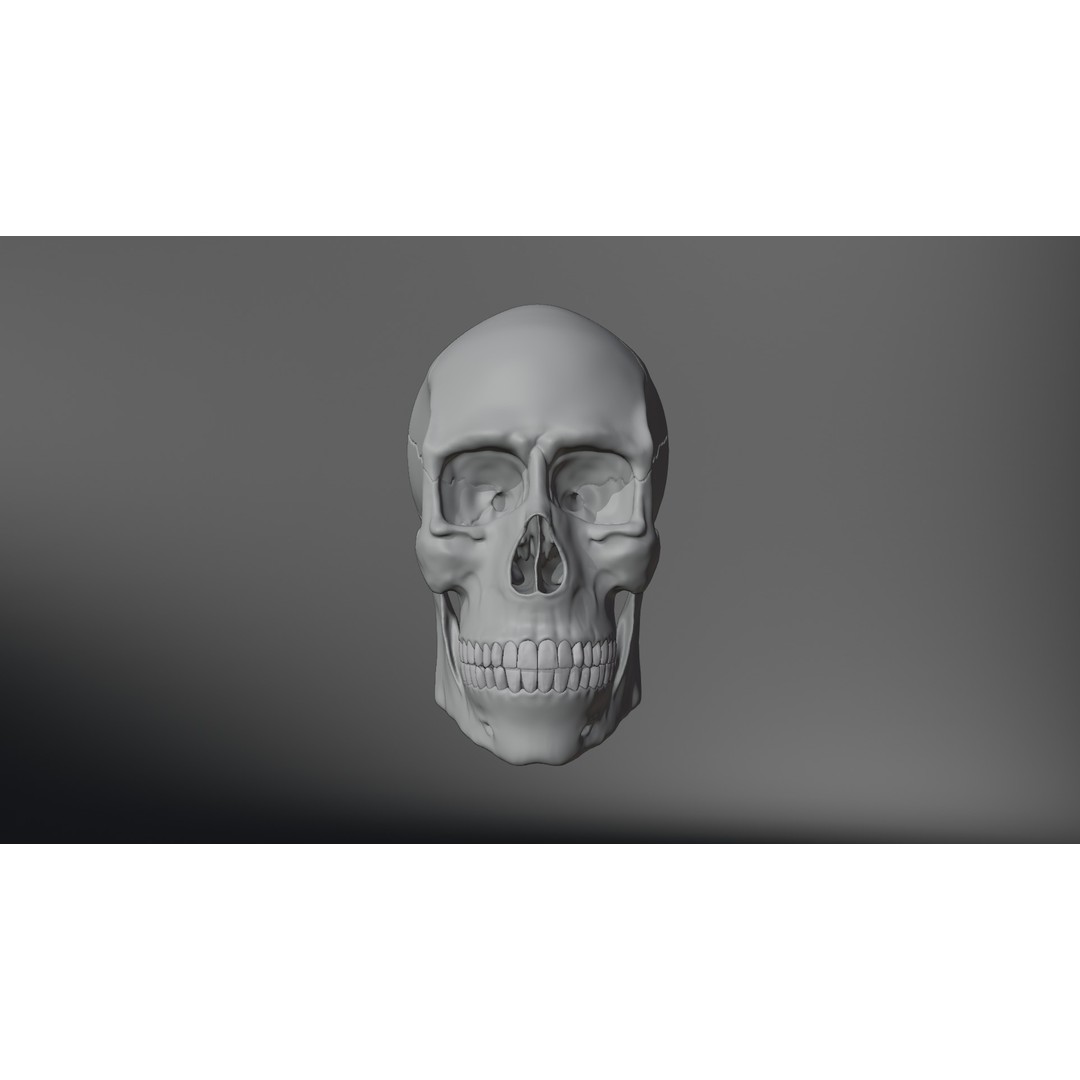 Realistic Human Skull 3D Model – High Poly, Low Poly Variants, PBR Textures - View 15
