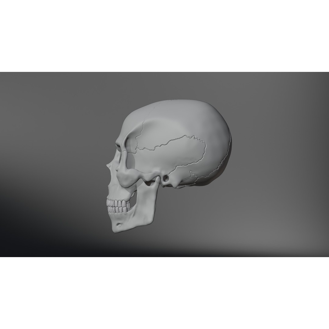 Realistic Human Skull 3D Model – High Poly, Low Poly Variants, PBR Textures - View 16
