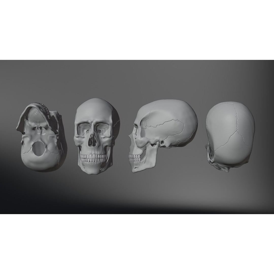 Realistic Human Skull 3D Model – High Poly, Low Poly Variants, PBR Textures - View 17