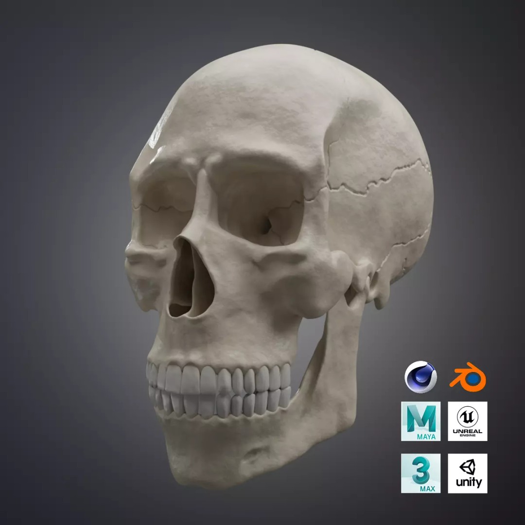 Realistic Human Skull 3D Model – High Poly, Low Poly Variants, PBR Textures - View 2