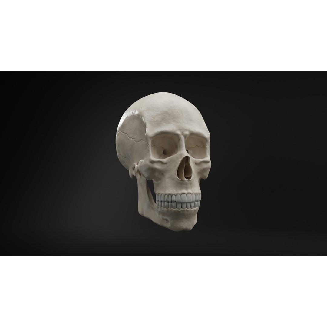 Realistic Human Skull 3D Model – High Poly, Low Poly Variants, PBR Textures - View 3