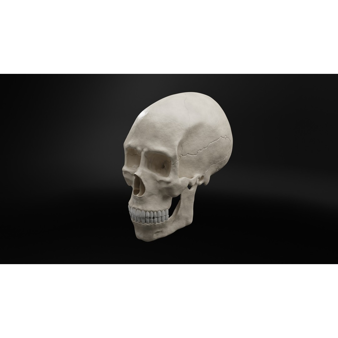 Realistic Human Skull 3D Model – High Poly, Low Poly Variants, PBR Textures - View 4