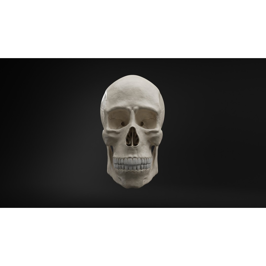 Realistic Human Skull 3D Model – High Poly, Low Poly Variants, PBR Textures - View 5
