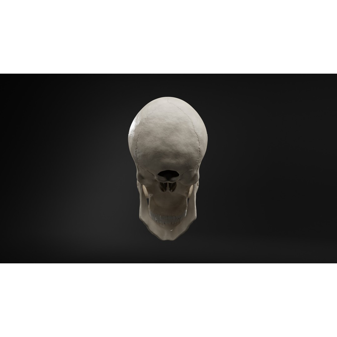 Realistic Human Skull 3D Model – High Poly, Low Poly Variants, PBR Textures - View 6