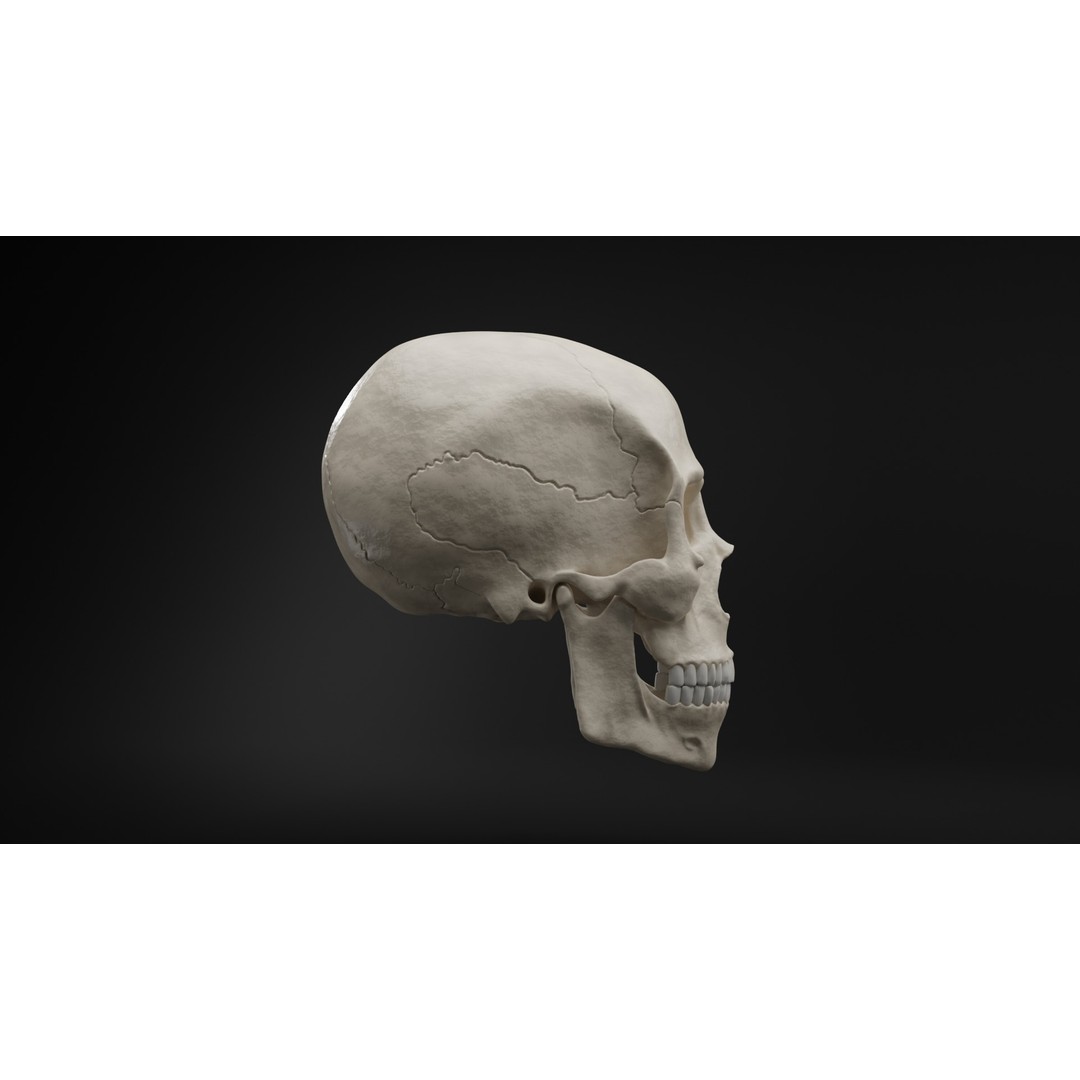 Realistic Human Skull 3D Model – High Poly, Low Poly Variants, PBR Textures - View 7