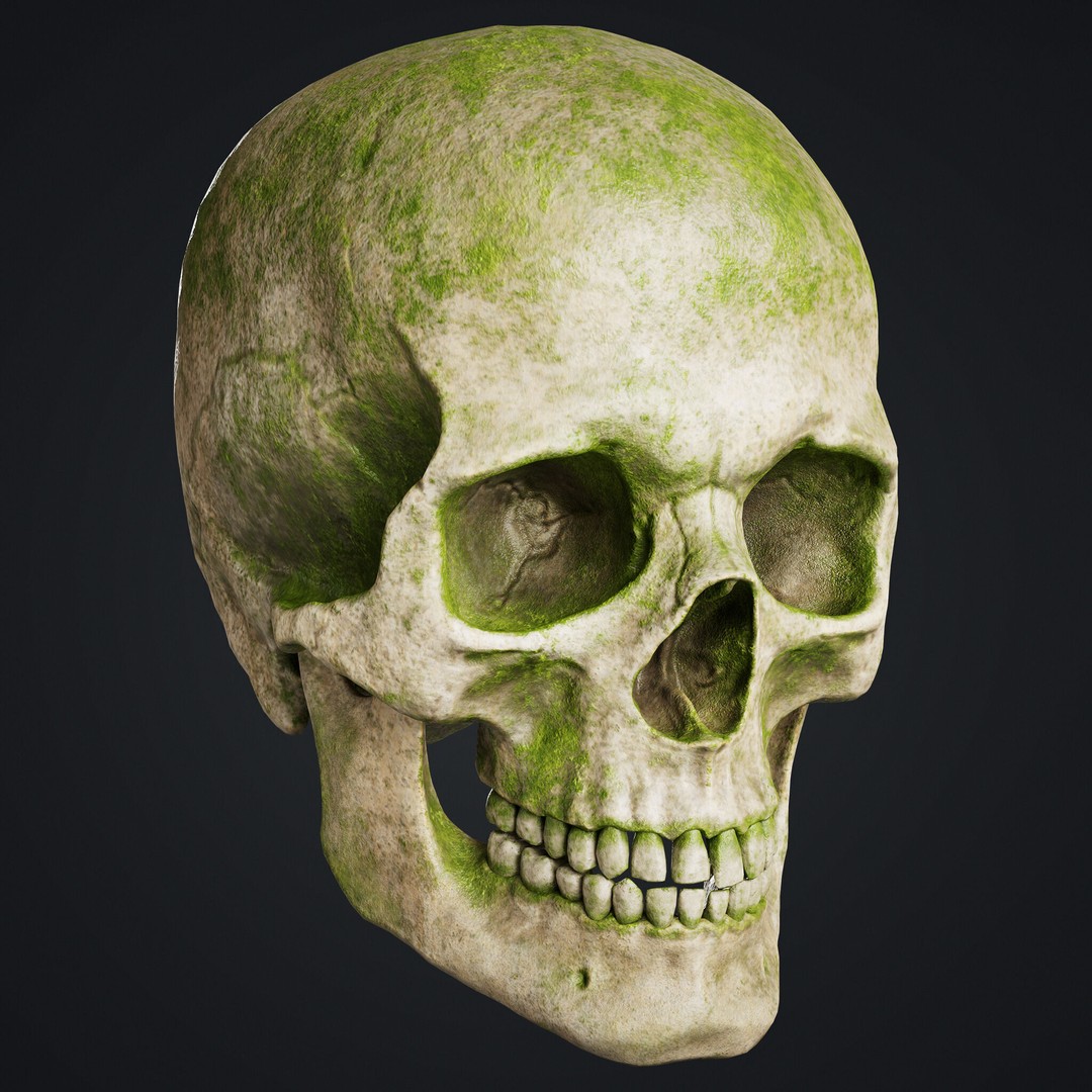 Skull 3D Model – Low Poly Game Asset with PBR Textures - View 3