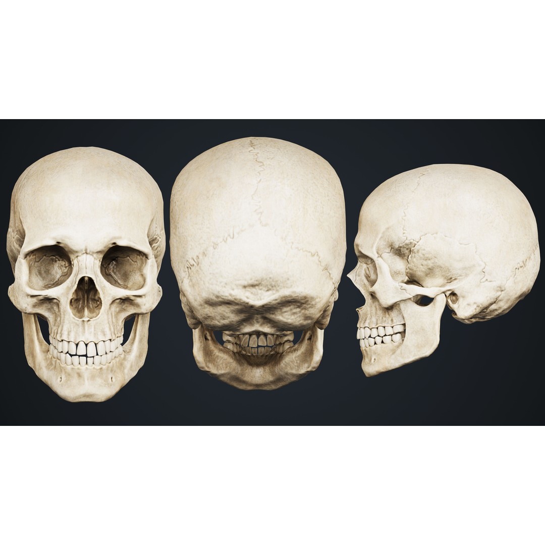 Skull 3D Model – Low Poly Game Asset with PBR Textures - View 5