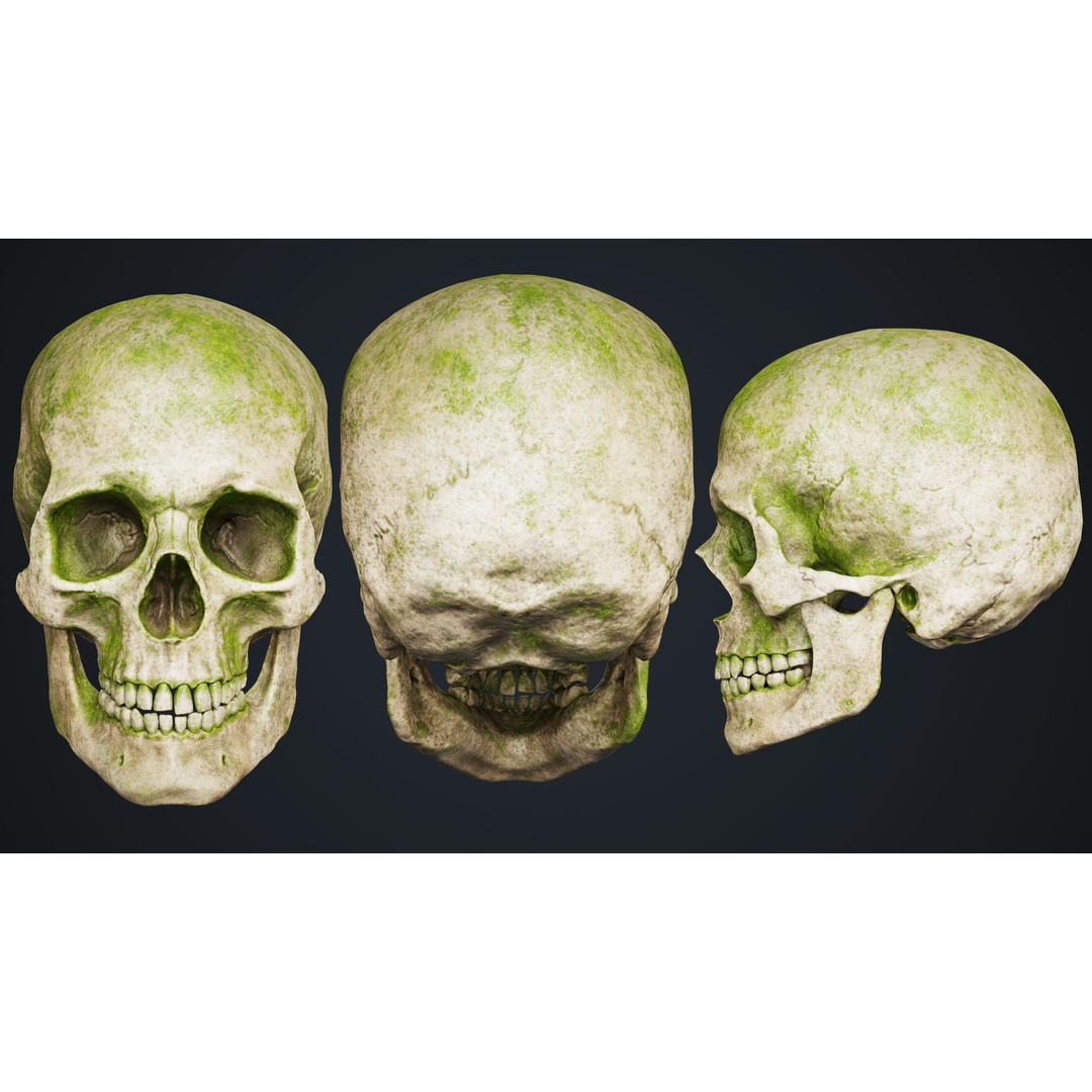 Skull 3D Model – Low Poly Game Asset with PBR Textures - View 7