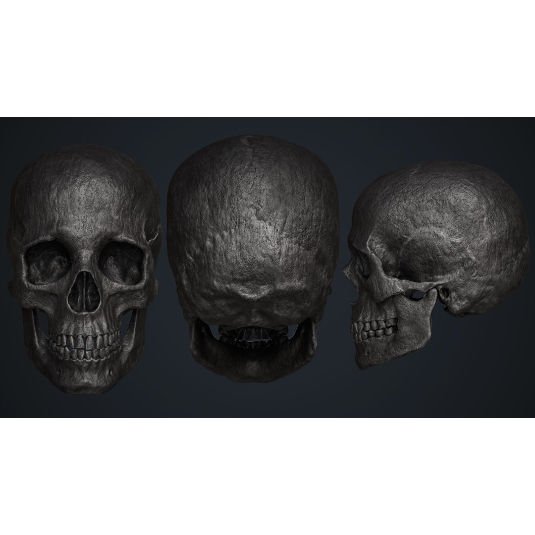 Skull 3D Model – Low Poly Game Asset with PBR Textures - View 8
