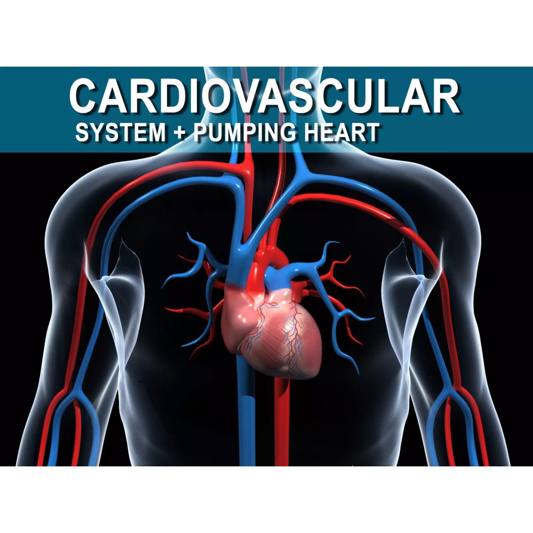 Human Cardiovascular System 3D Model – Animated Heart, PBR Textures, FBX - View 2