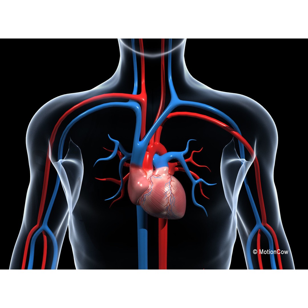 Human Cardiovascular System 3D Model – Animated Heart, PBR Textures, FBX - View 3