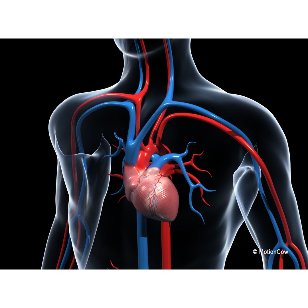 Human Cardiovascular System 3D Model – Animated Heart, PBR Textures, FBX - View 4