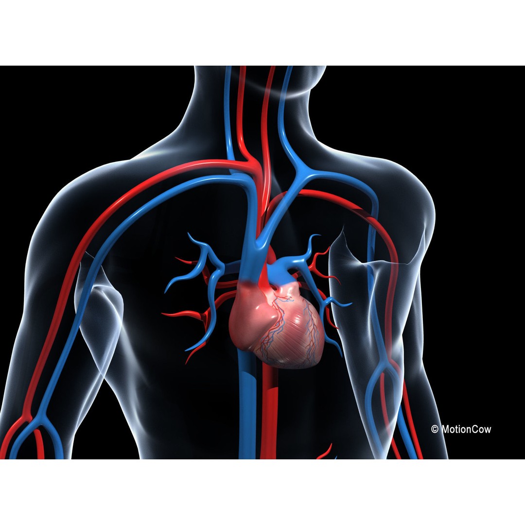 Human Cardiovascular System 3D Model – Animated Heart, PBR Textures, FBX - View 5