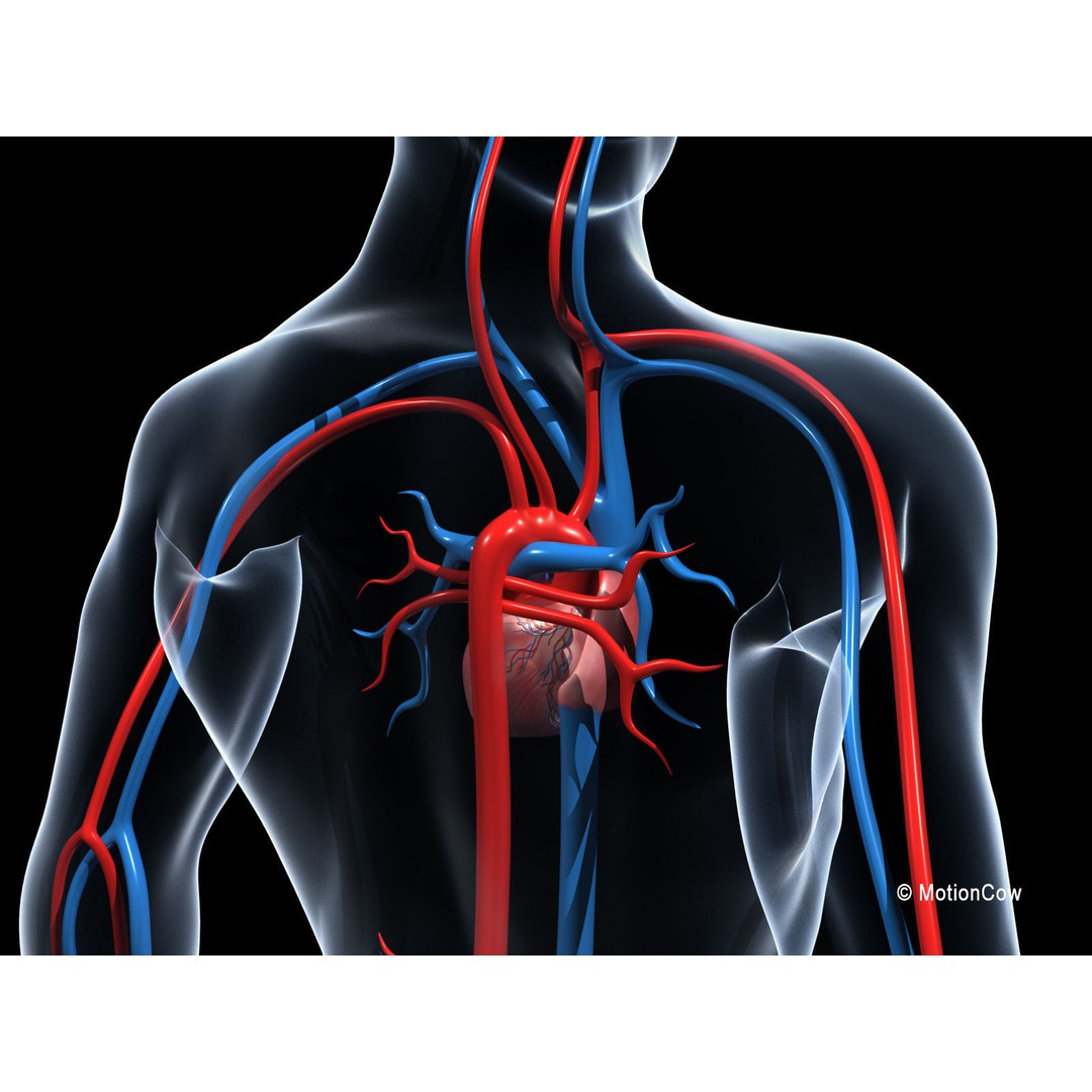 Human Cardiovascular System 3D Model – Animated Heart, PBR Textures, FBX - View 6