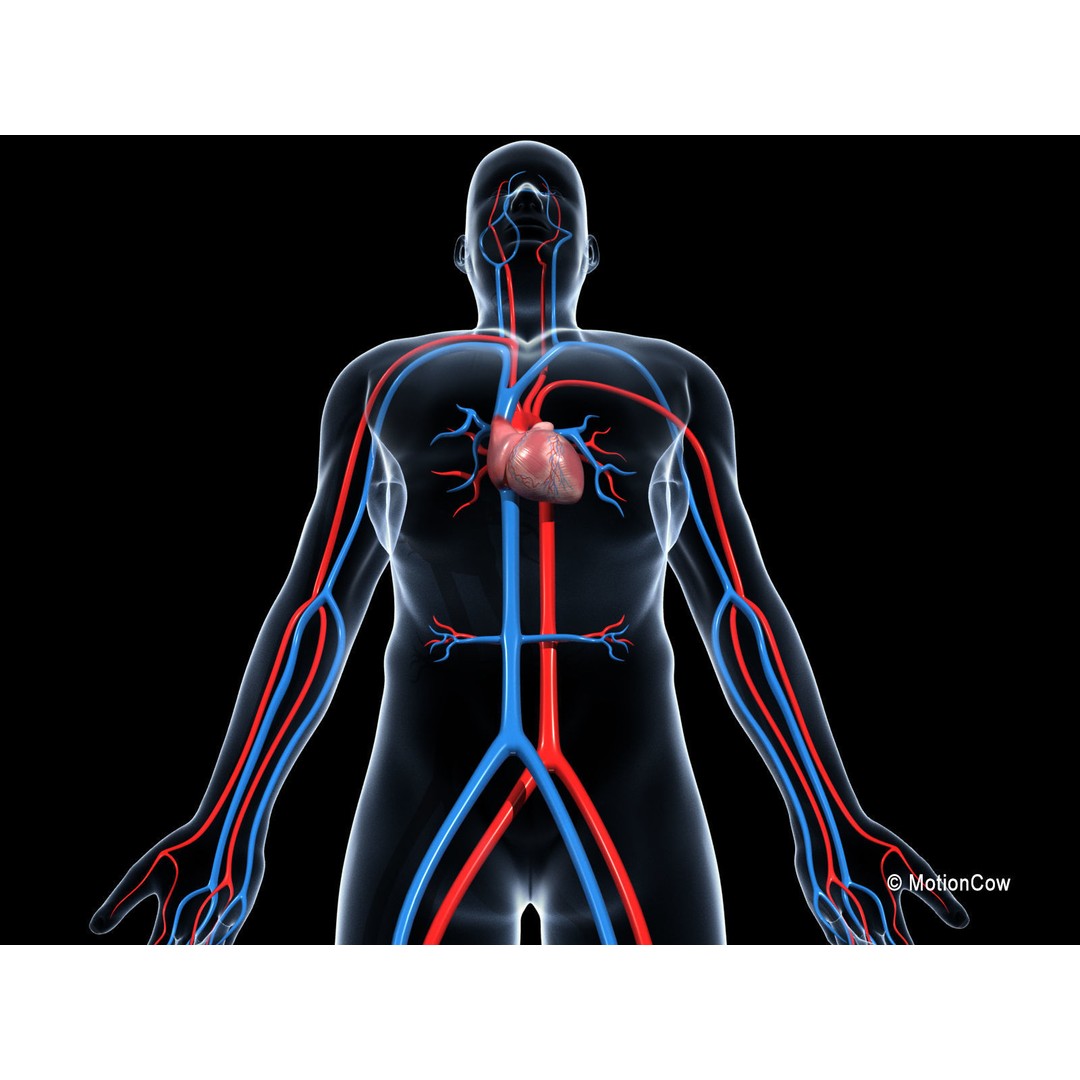 Human Cardiovascular System 3D Model – Animated Heart, PBR Textures, FBX - View 7