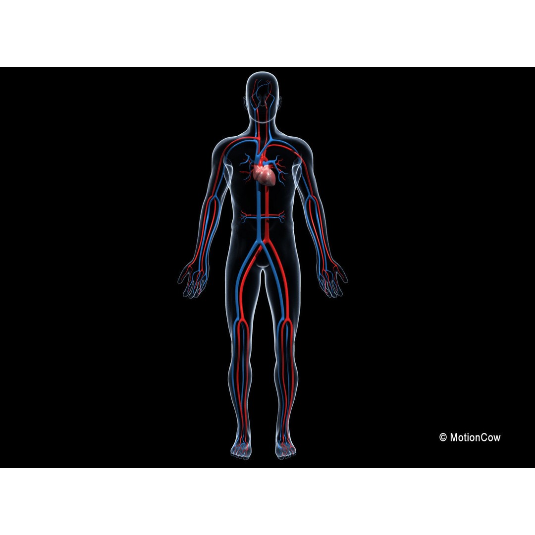 Human Cardiovascular System 3D Model – Animated Heart, PBR Textures, FBX - View 8