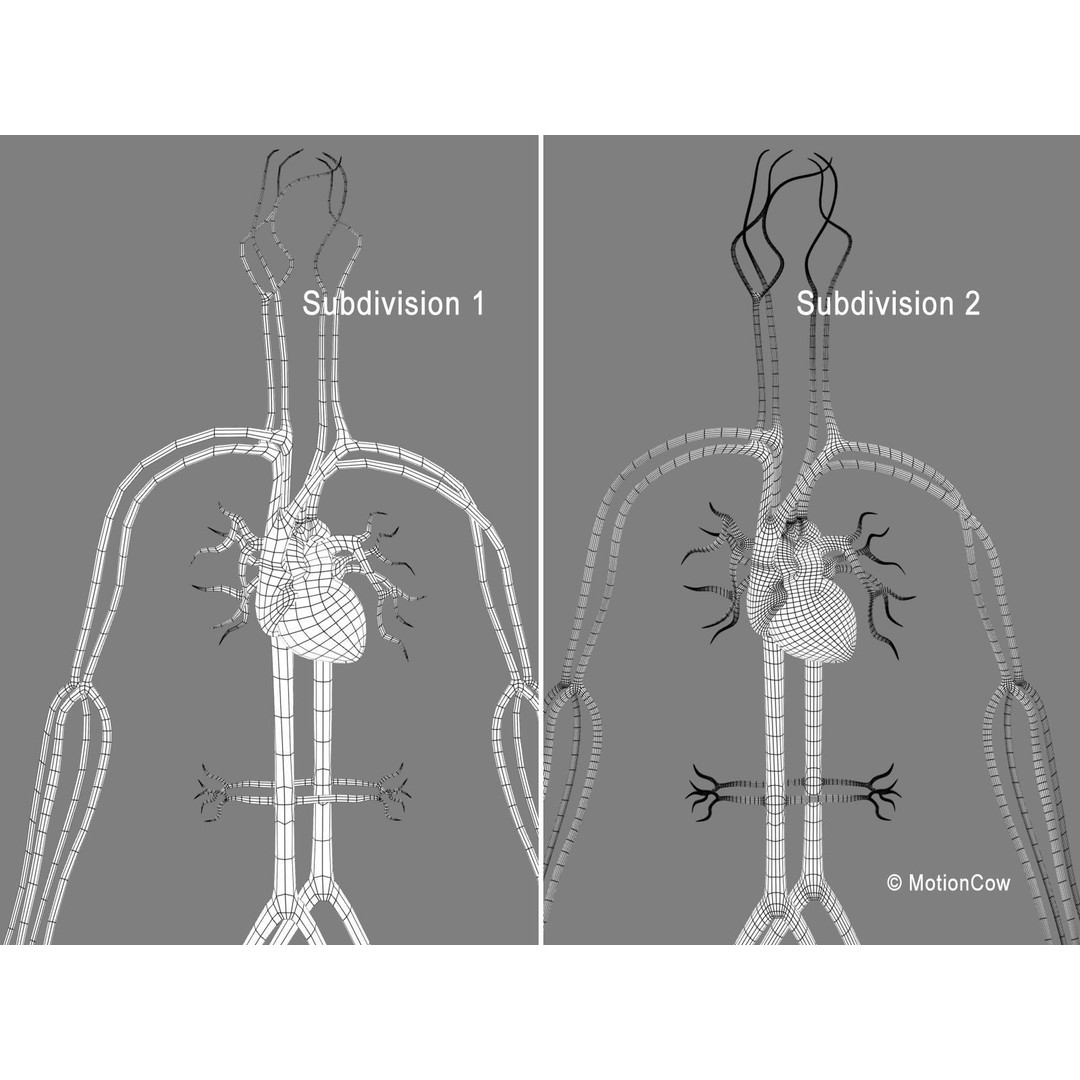 Human Cardiovascular System 3D Model – Animated Heart, PBR Textures, FBX - View 9