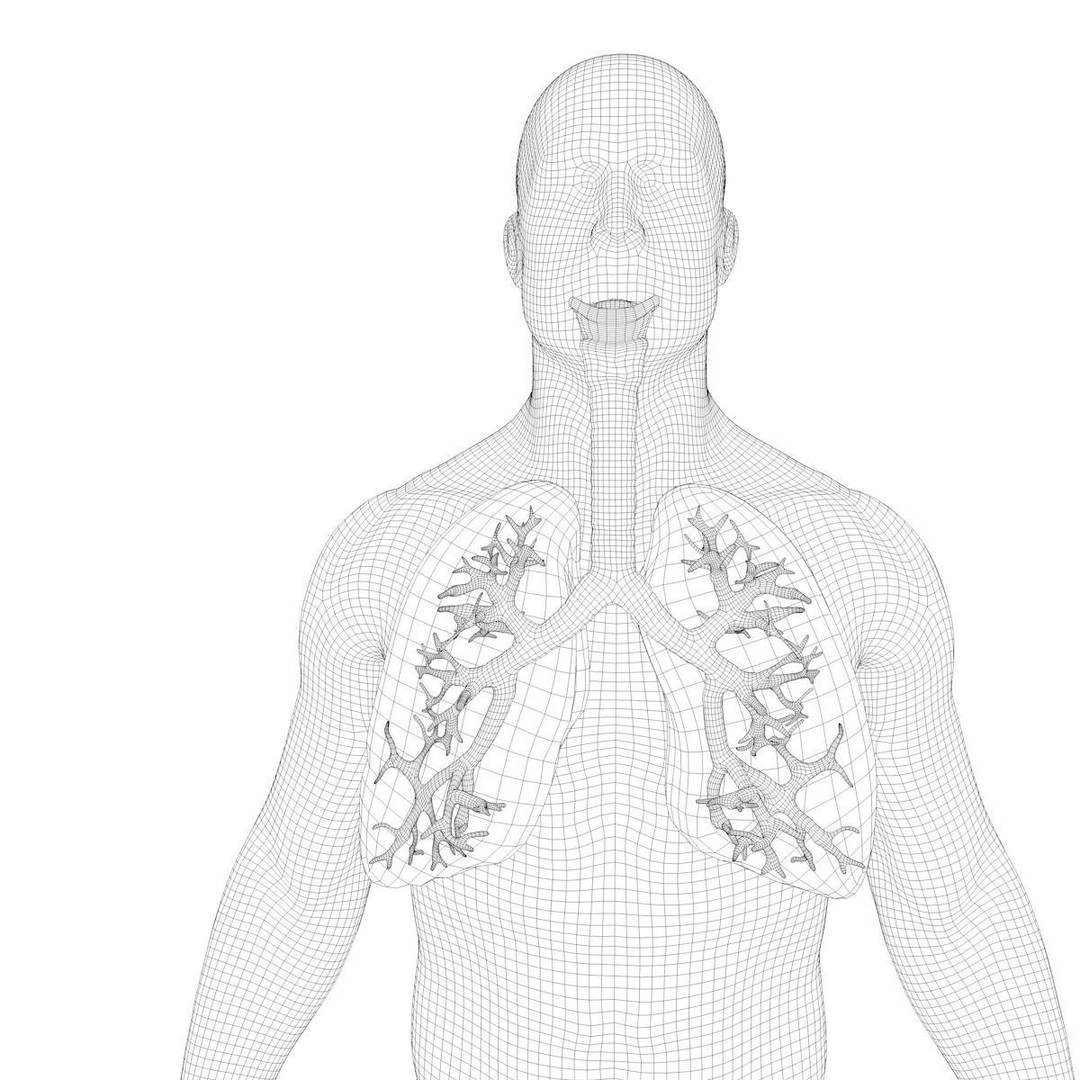 Respiratory System 3D Model – Realistic Anatomy Asset, PBR Textures