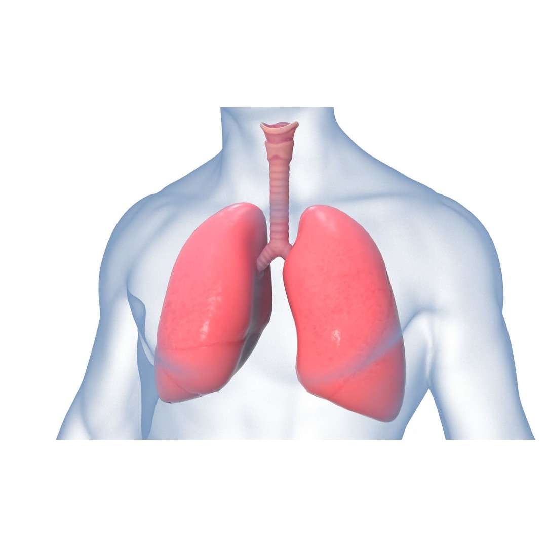 Respiratory System 3D Model – Realistic Anatomy Asset, PBR Textures - View 10