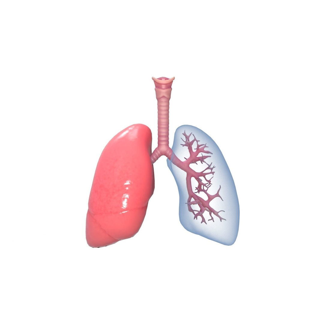 Respiratory System 3D Model – Realistic Anatomy Asset, PBR Textures - View 11